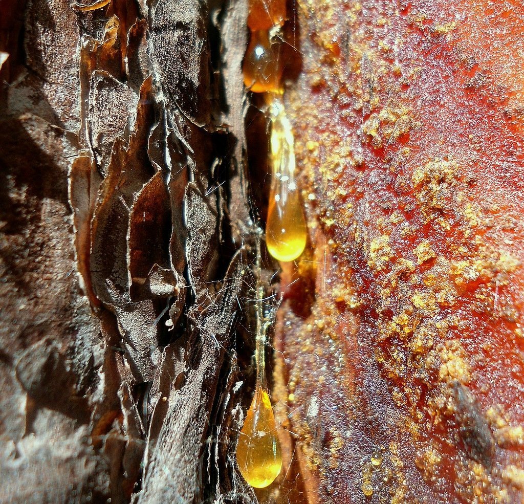 сосновая смола