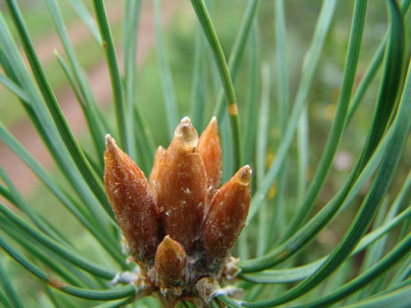 Сосновые почки на ветке