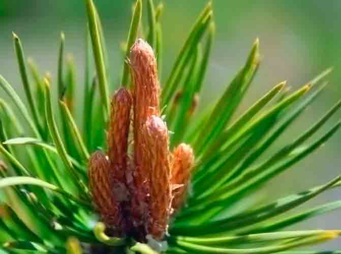 Сосновые почки на ветке