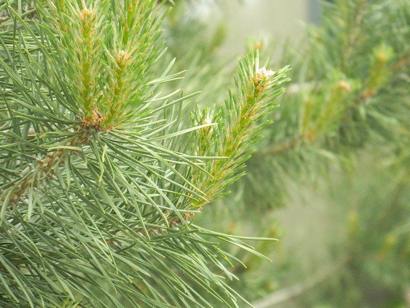 Сосновые ветки