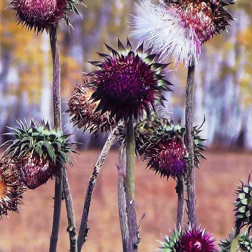 Сухие стебли и цветы татарника