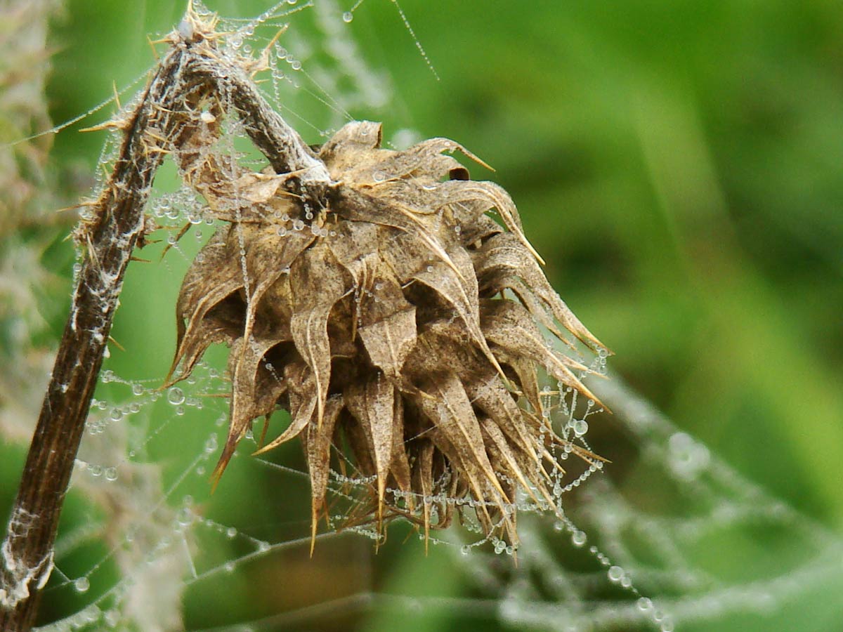 Сухое соплодие татарника