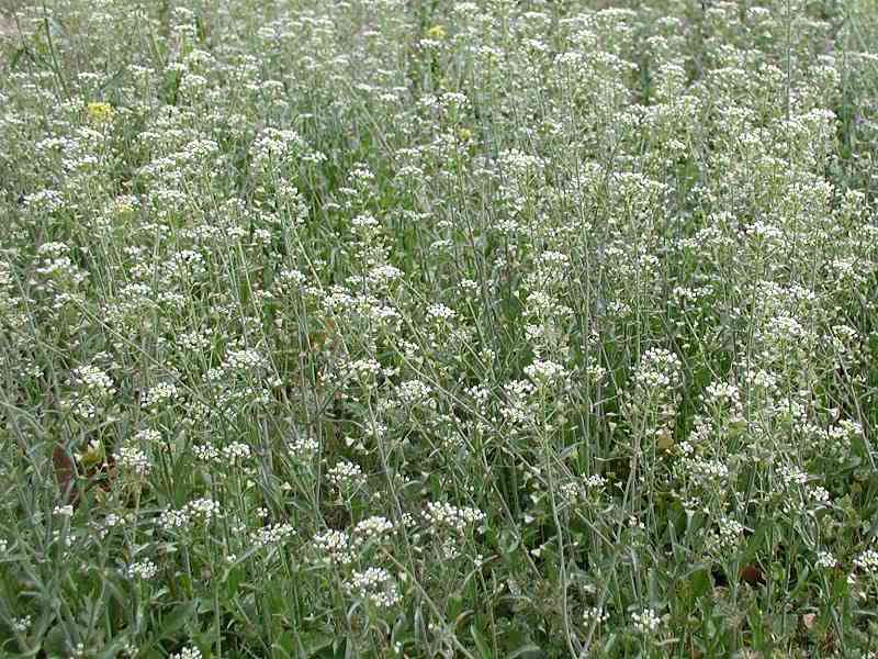 Сумочник цветёт