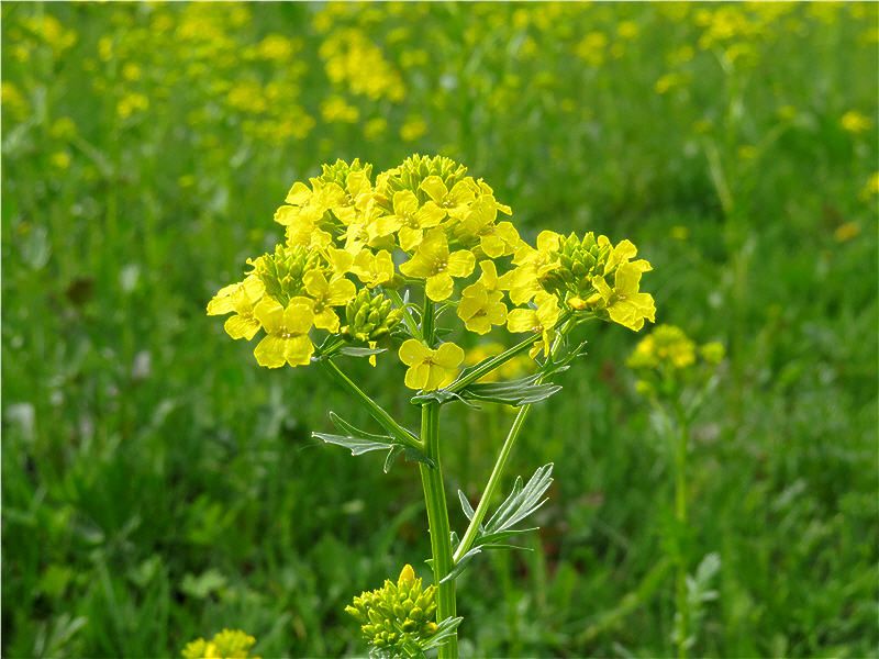 Сурепка в цвету - лекарственное растение.