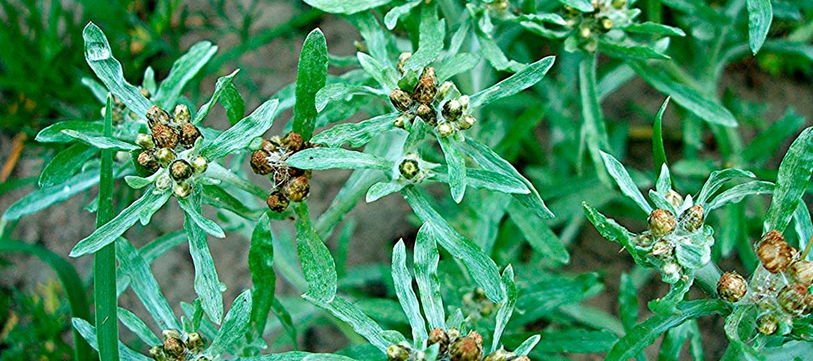 Несколько веточек сушеницы