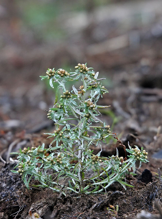 Красивая сушеница