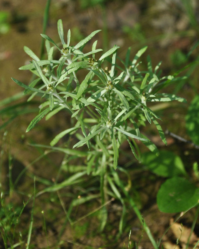 Растущая сушеница