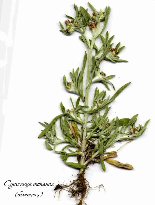 Гербарий из веточки сушеницы