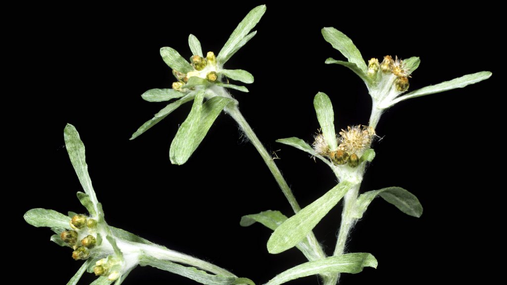 Веточки сушеницы