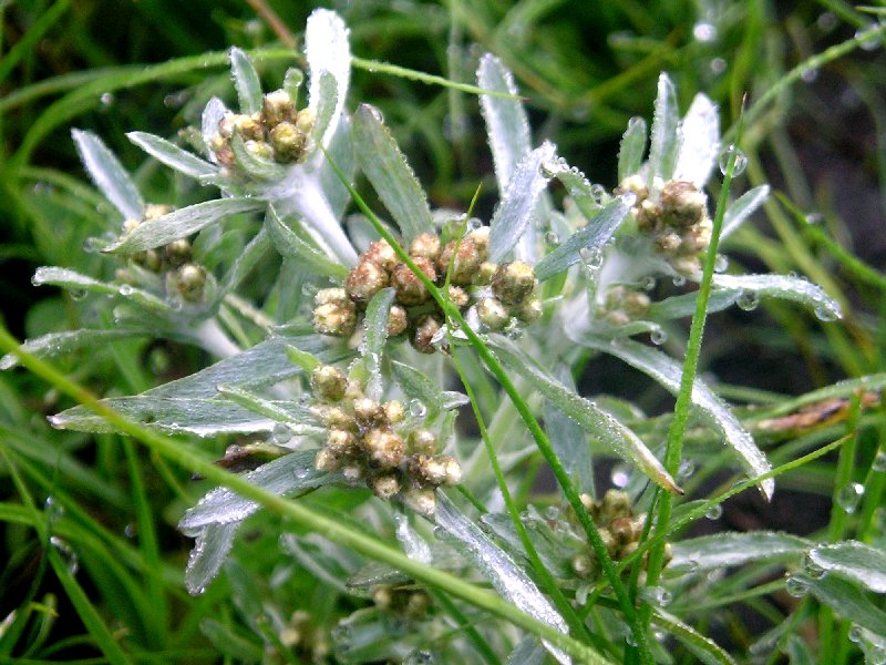 Сушеница болотная крупным планом