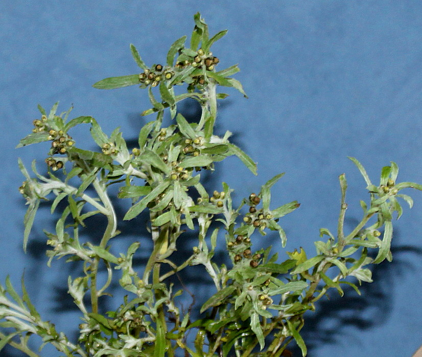 Кустик сушеницы топяной на столе