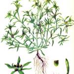 Сушеница топяная