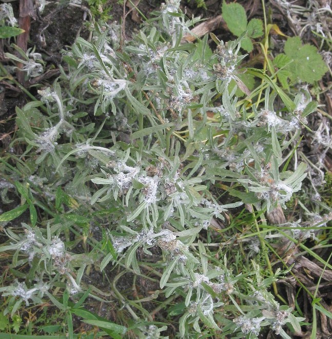 Сушеница топяная