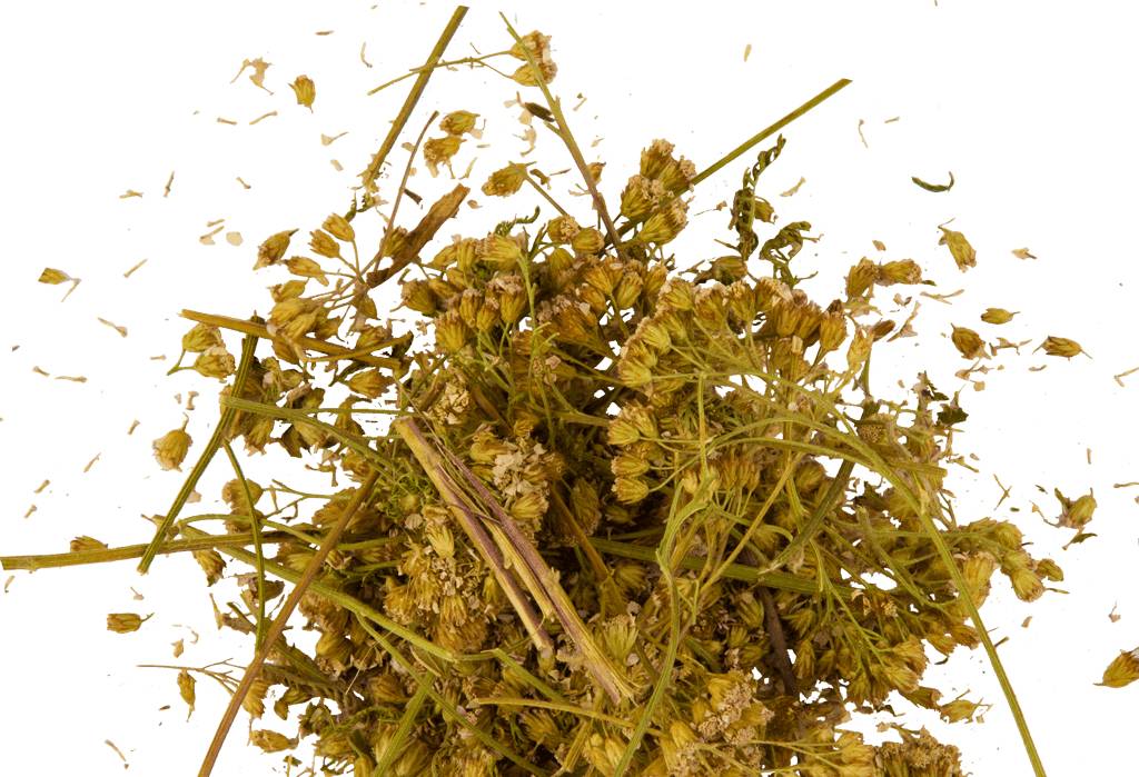 Сушёный тысячелистник