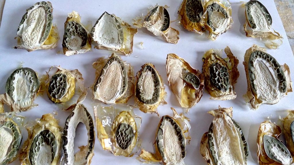 Сушка гриба весёлка