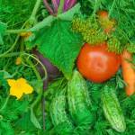 Свежие овощи