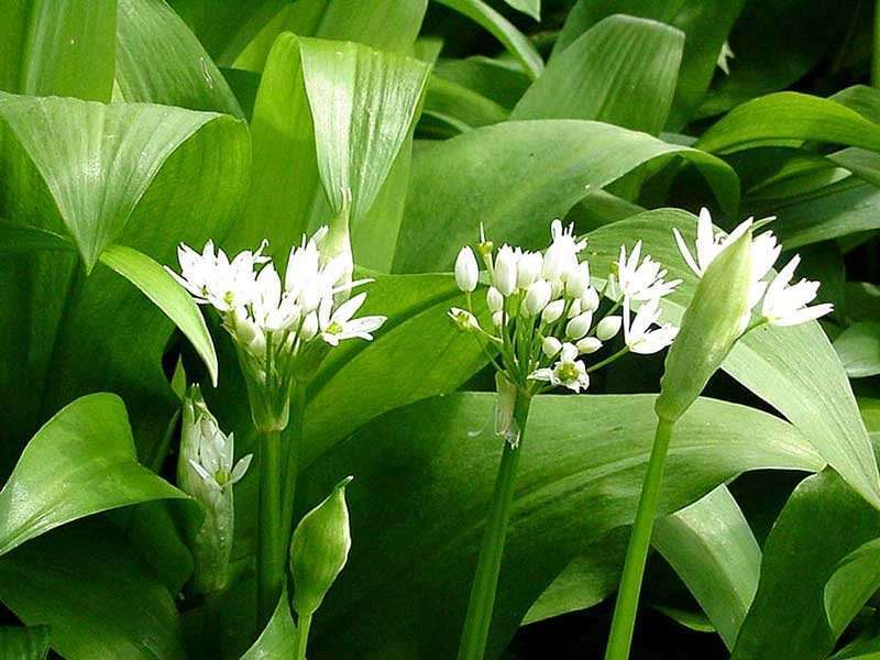 Цветы черемши