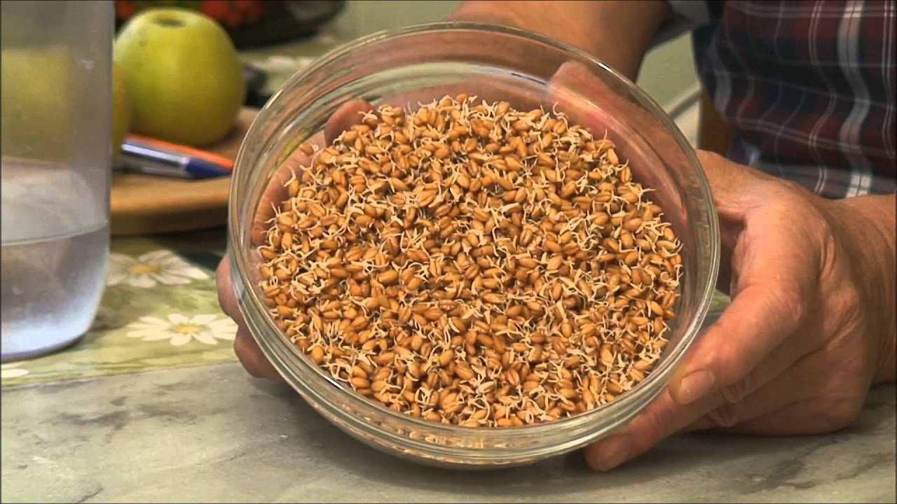 Тарелка с пшеницей в руках