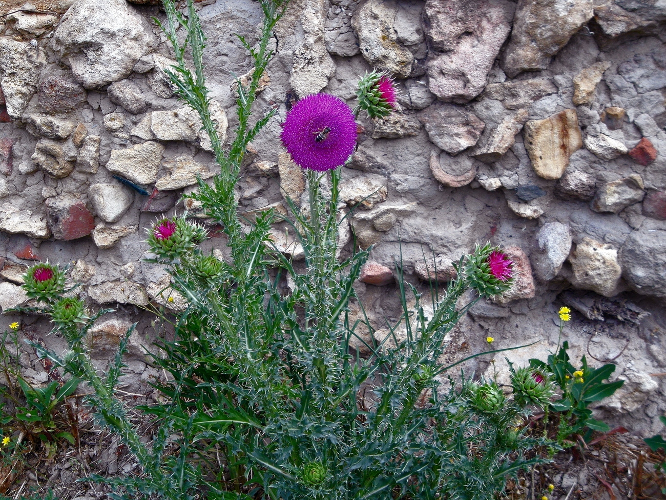 Татарник на фоне каменной стены