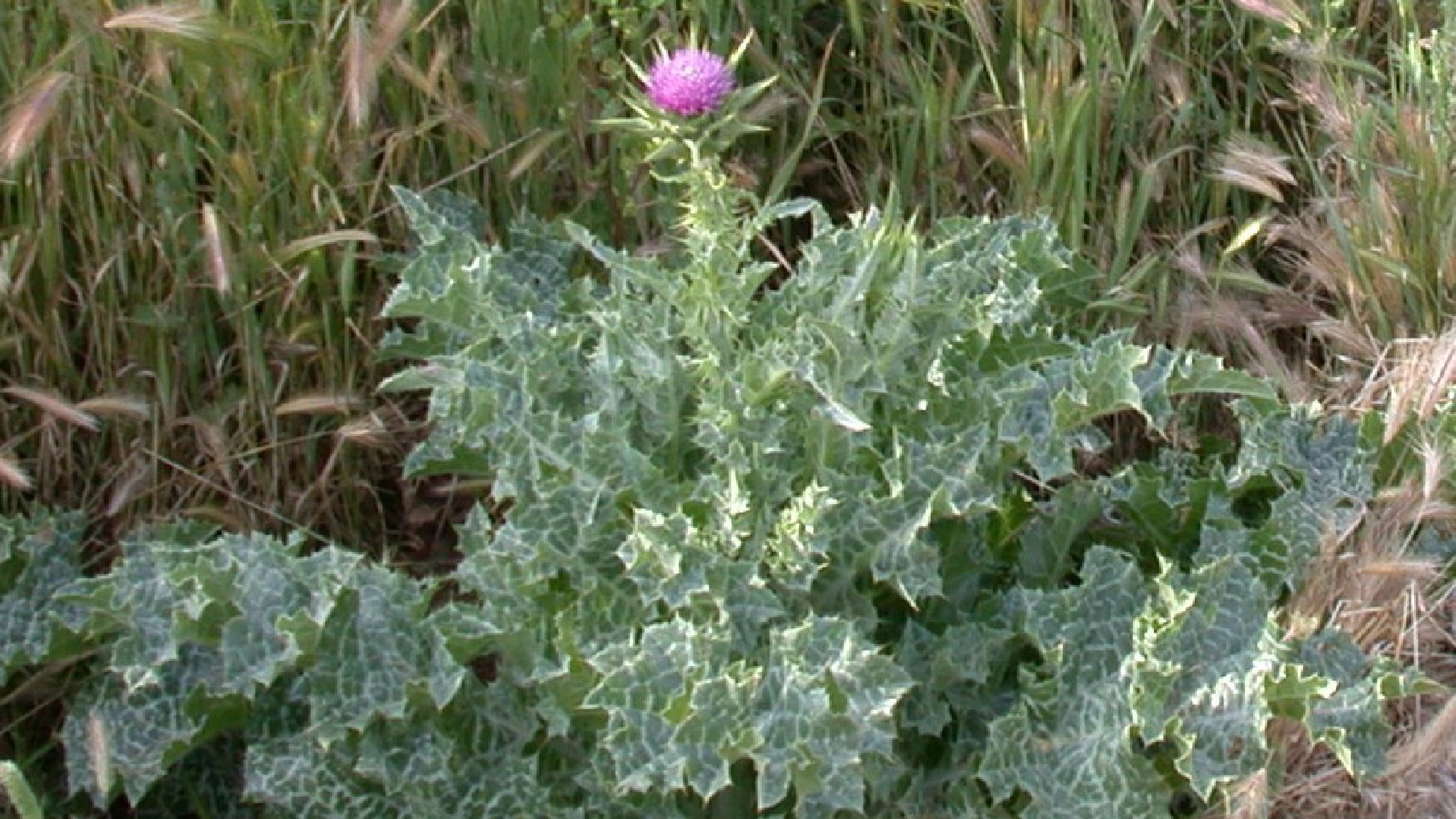 Трава чертополоха