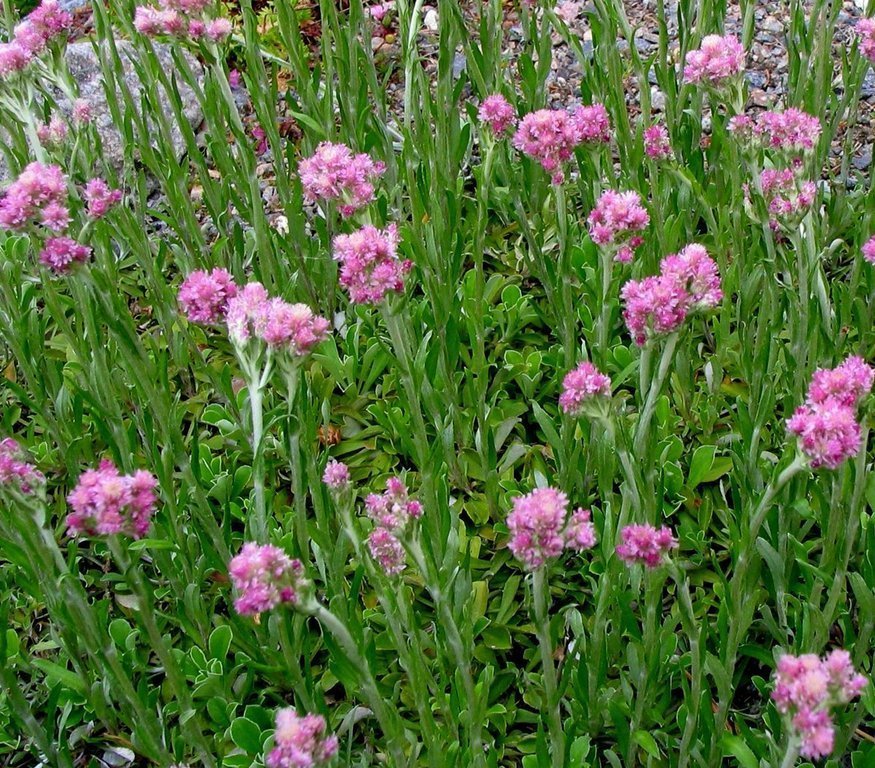 Сухоцвет (песчаник розовый)
