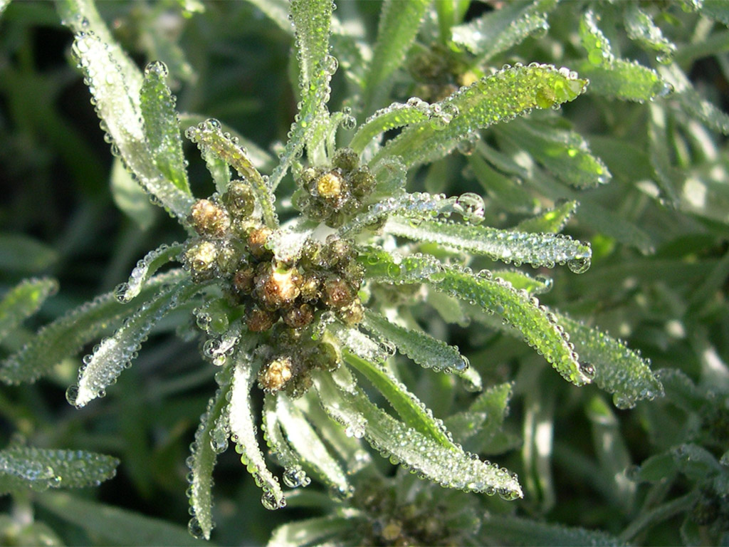 Трава сушеницы в каплях росы