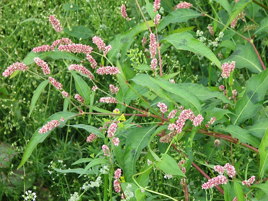 Трава горца - лекарственное растение.
