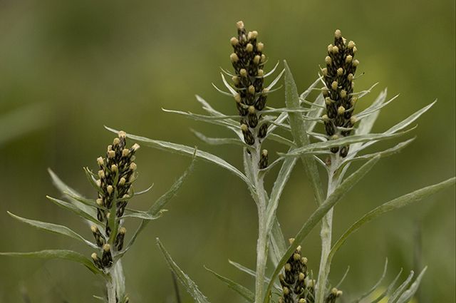 Три цветка сушеницы