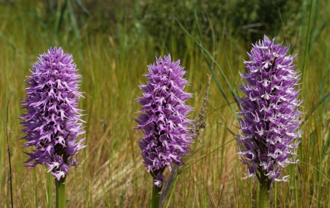 Три соцветия ятрышника