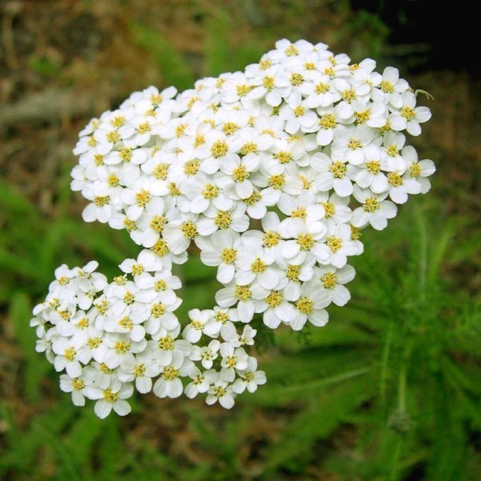 Тысячелистник