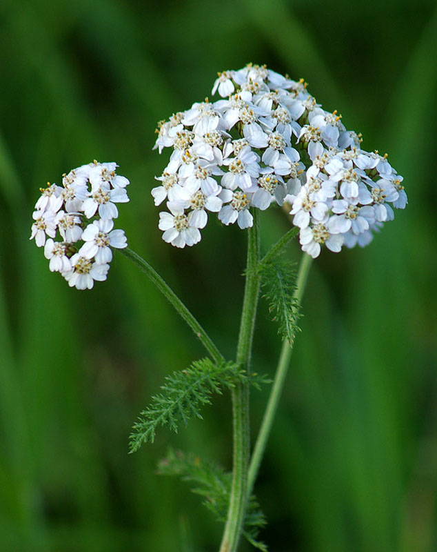 Тысячелистник