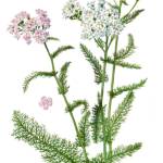 Тысячелистник