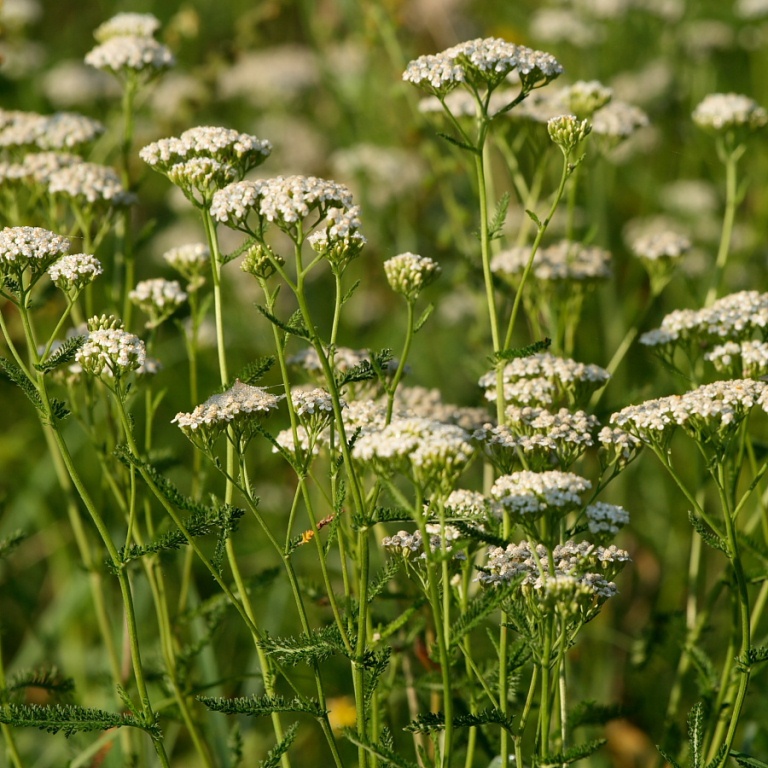 Тысячелистник — полезные свойства и противопоказания