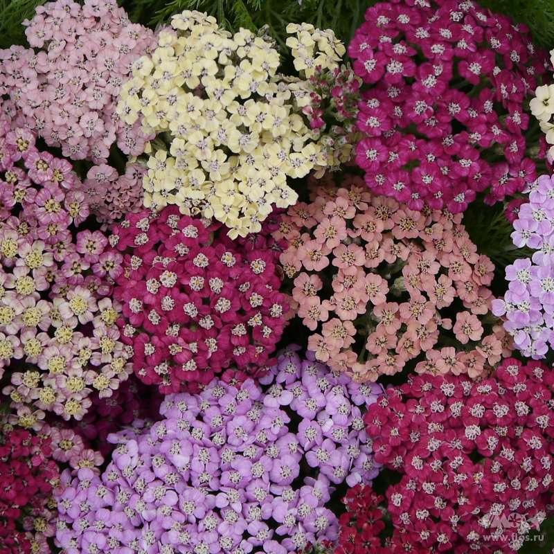 Декоративные сорта тысячелистника