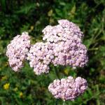 Тысячелистник