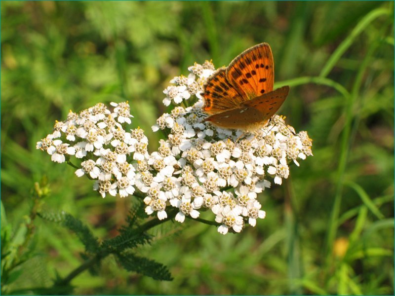 Тысячелистник и бабочка