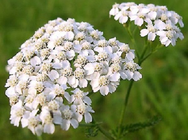 Тысячелистник