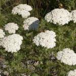 Тысячелистник благородный