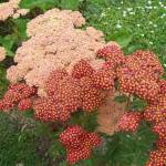 Тысячелистник крупноголовый