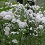 Тысячелистник птармика