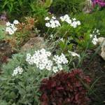 Тысячелистник птармиколистный