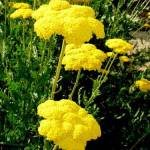 Тысячелистник таволговый