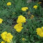 Тысячелистник войлочный