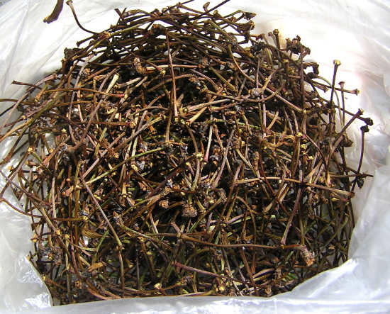 Плодоножки вишни