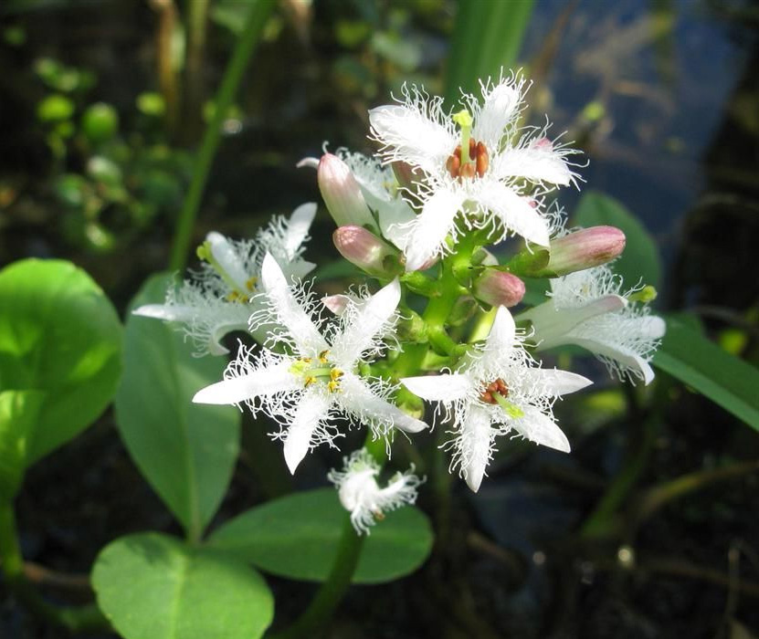 Вахта трёхлистная