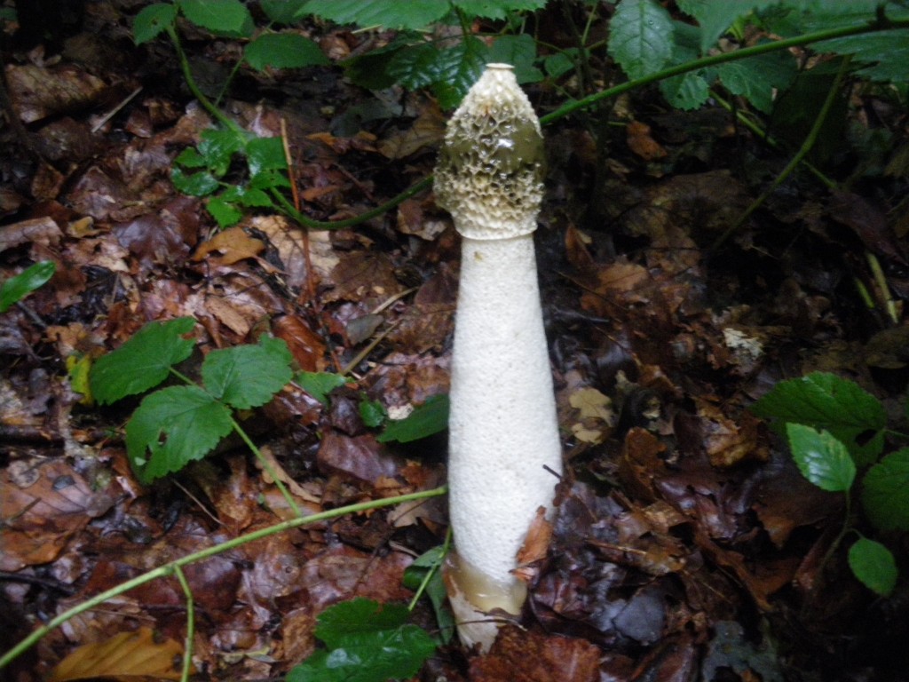 Весёлка в лесу