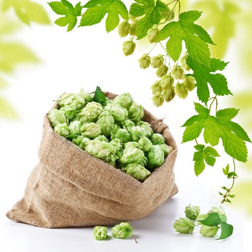 Ветка и мешок с шишками хмеля