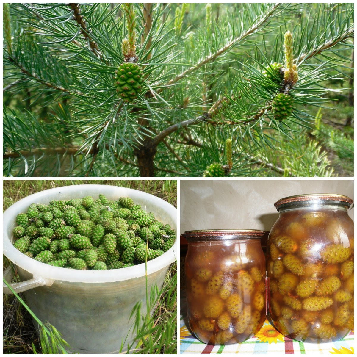 Ветка сосны, шишки и настойка из шишек