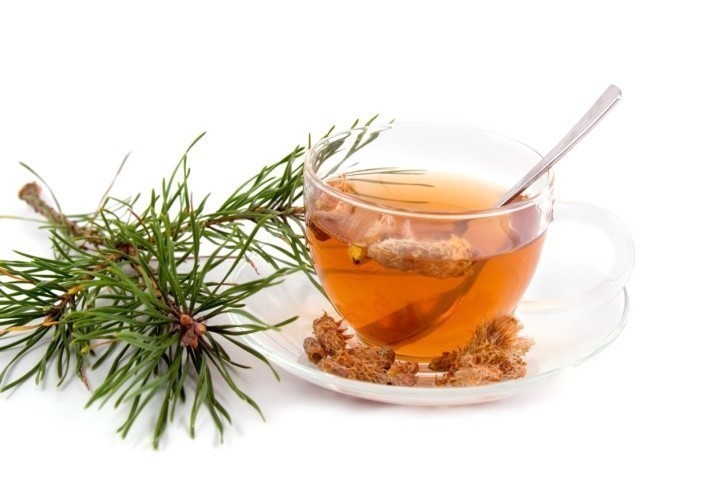 Веточка сосны, чашка чая и почки на блюдце