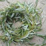 Веточки ивы